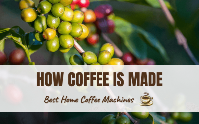 From Seed To Cup: How Coffee Is Made