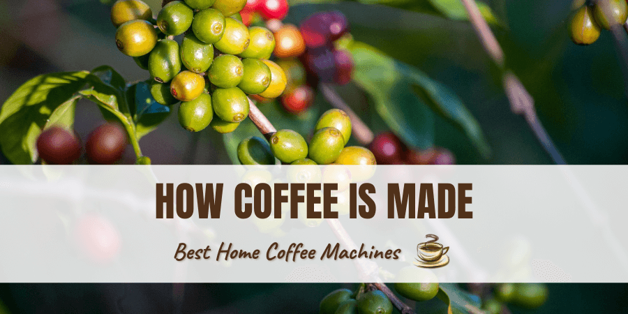 How Coffee Is Made