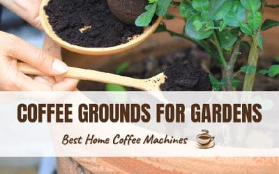 Coffee Grounds for Gardens