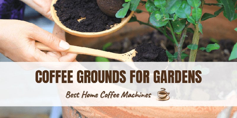 Coffee-Grounds-for-Gardens