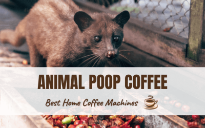 Animal Poop Coffee — The Weirdest Coffee In The World