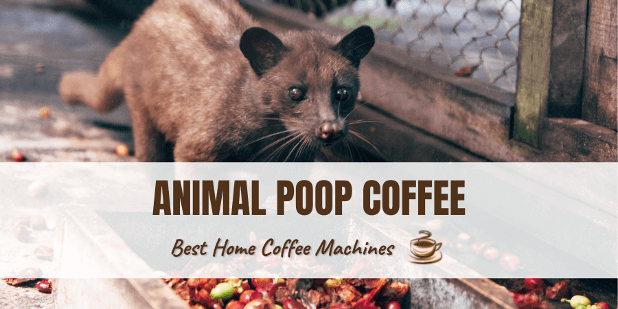Animal Poop Coffee