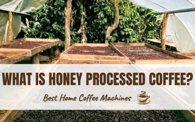 What is Honey Processed Coffee? Why You Should Give it a Try
