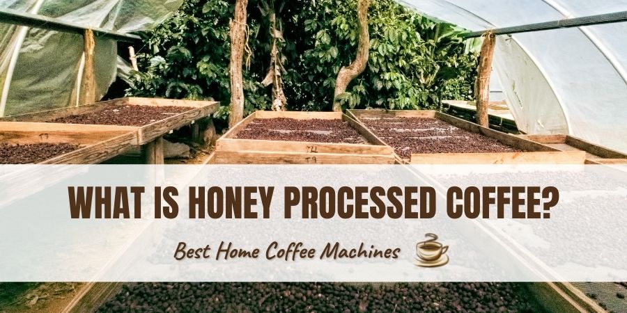What is Honey Processed Coffee