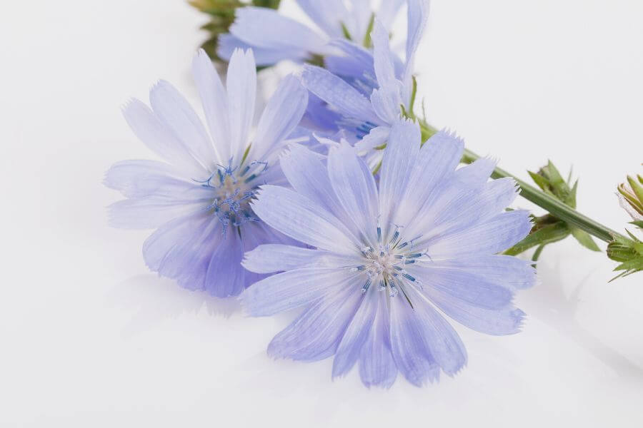 What is Chicory
